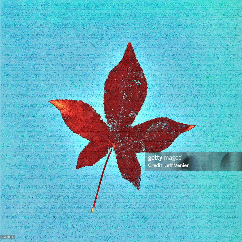 Japanese Maple on Descriptive Background