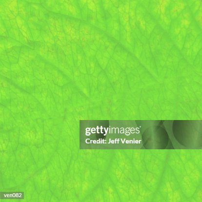 Green Leaf Textured Background Green Leaf Textured Background