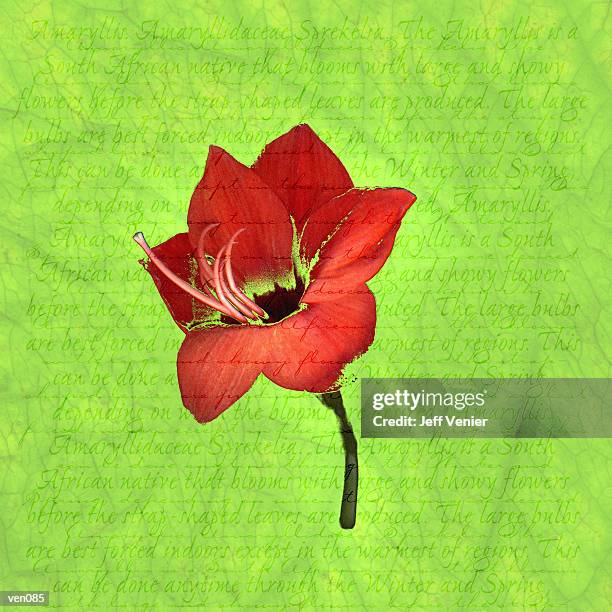 illustrazioni stock, clip art, cartoni animati e icone di tendenza di amaryllis on descriptive background - parte di fiore