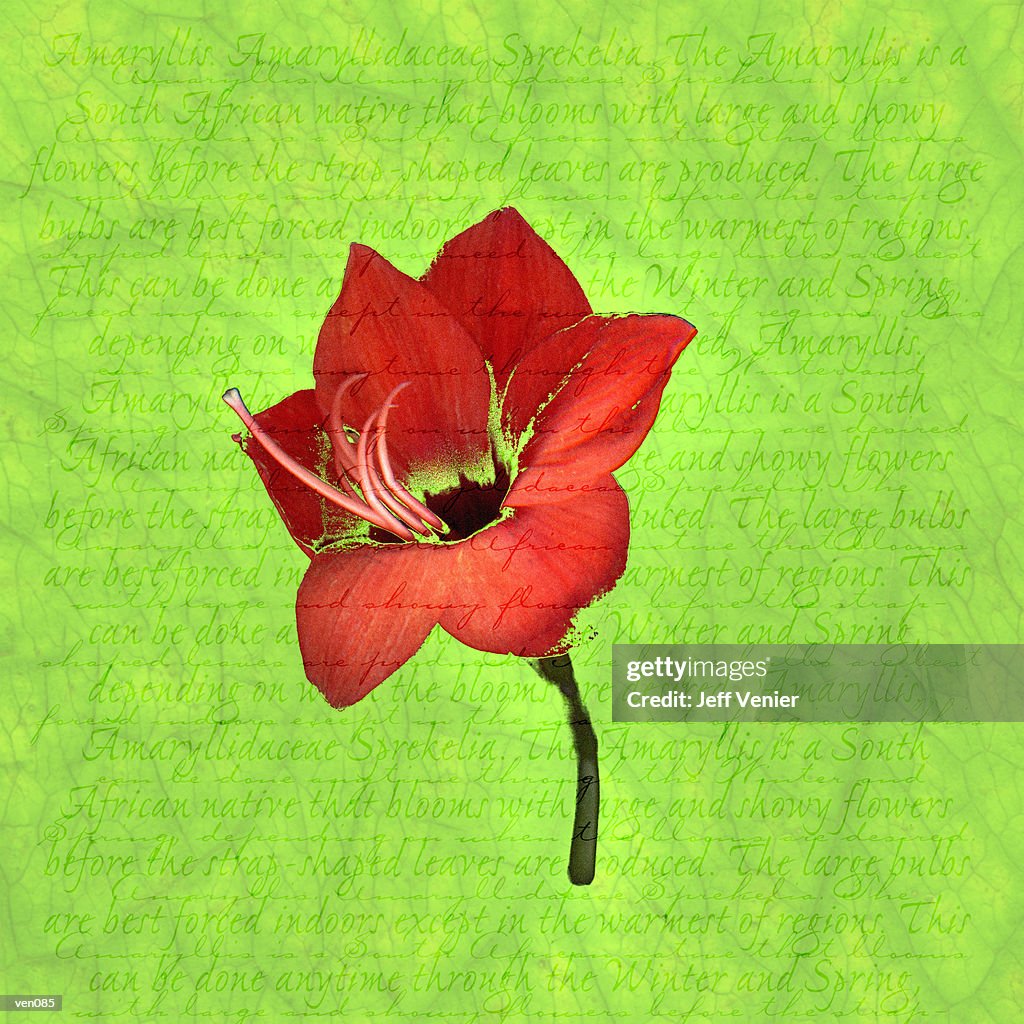 Amaryllis on Descriptive Background