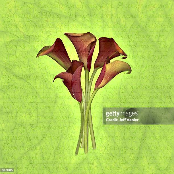 ilustrações, clipart, desenhos animados e ícones de red calla lilies on descriptive background - parte da flor