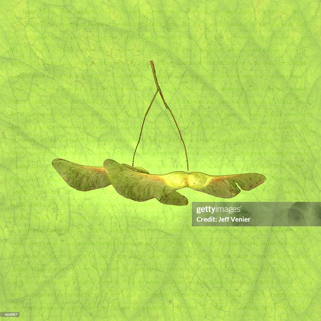 Maple Seeds
