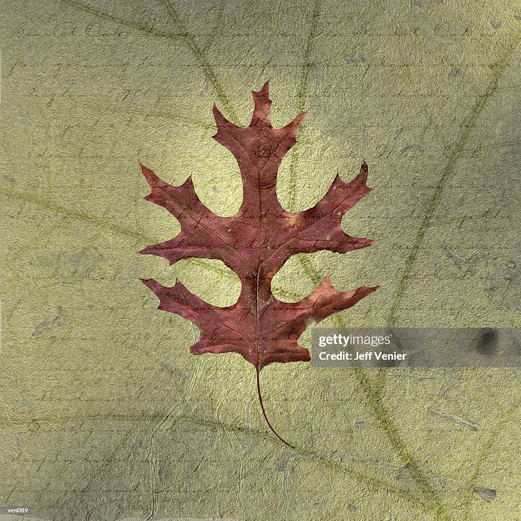 Scarlet Oak Leaf on Descriptive Background
