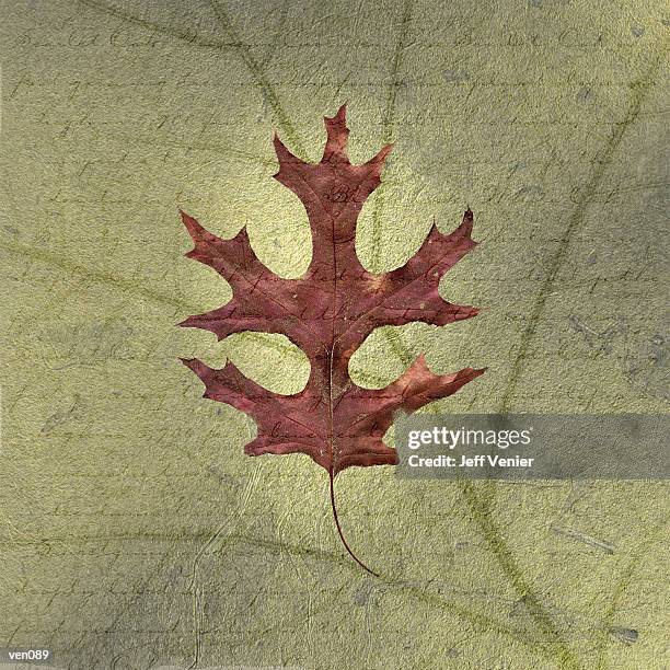 illustrations, cliparts, dessins animés et icônes de scarlet oak leaf on descriptive background - jeff