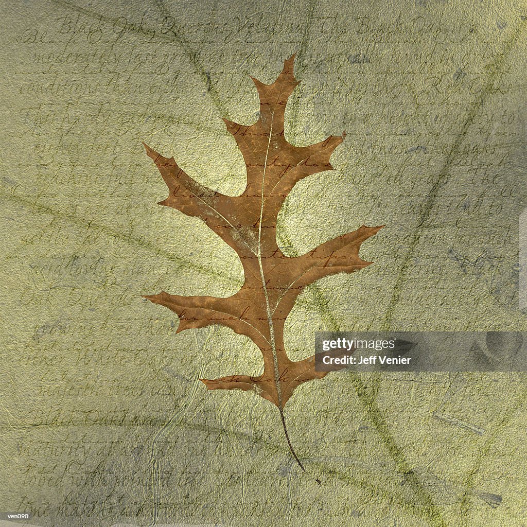 Black Oak Leaf on Descriptive Background