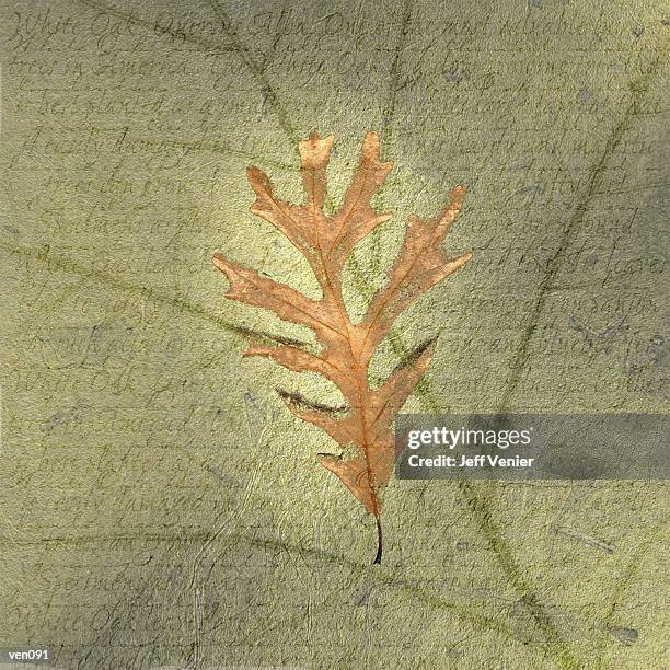 ilustrações, clipart, desenhos animados e ícones de white oak leaf on leaf veining background - oak leaf