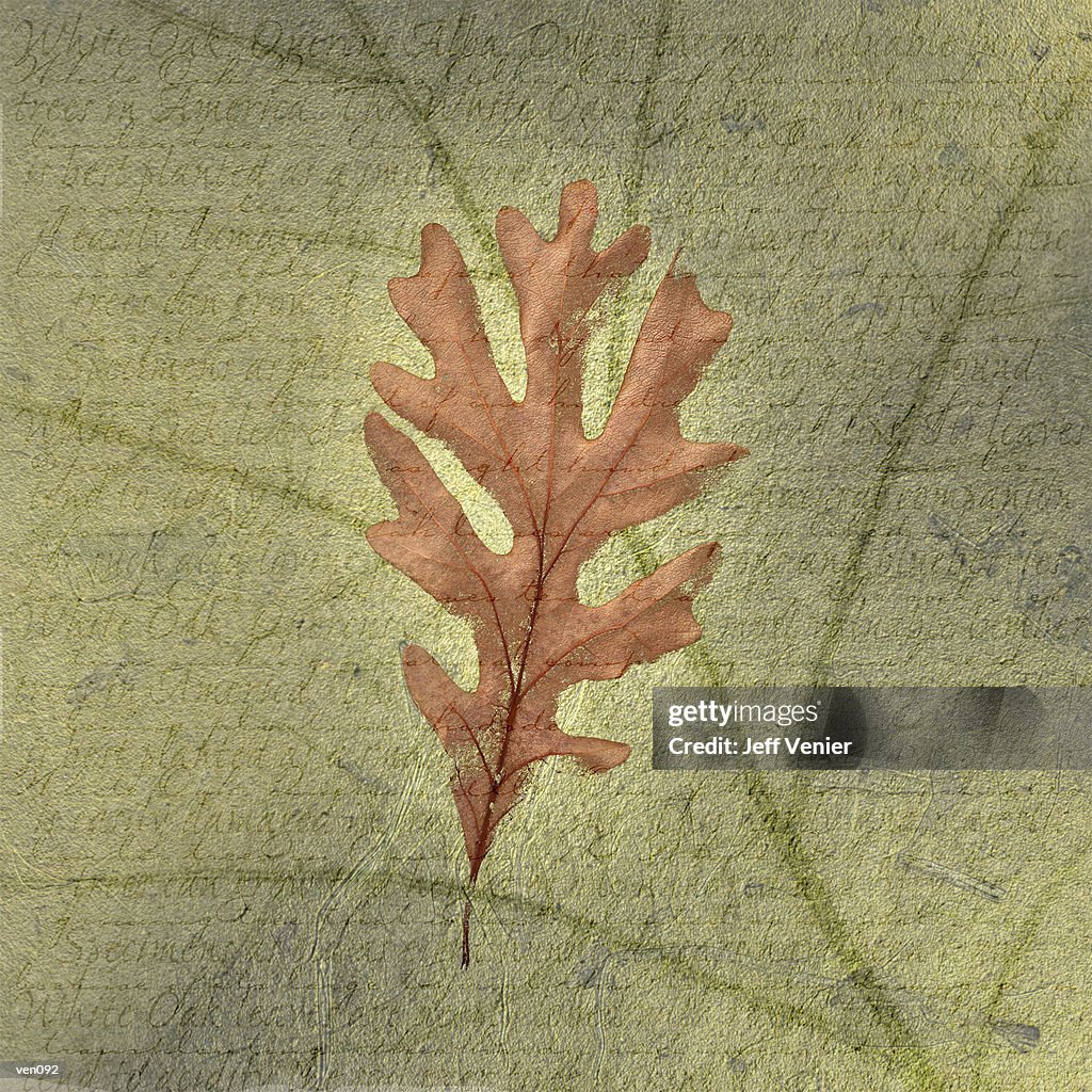 White Oak Leaf on Descriptive Background