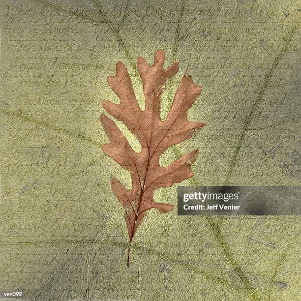 white oak leaf on descriptive background - white oak illustration stock illustrations