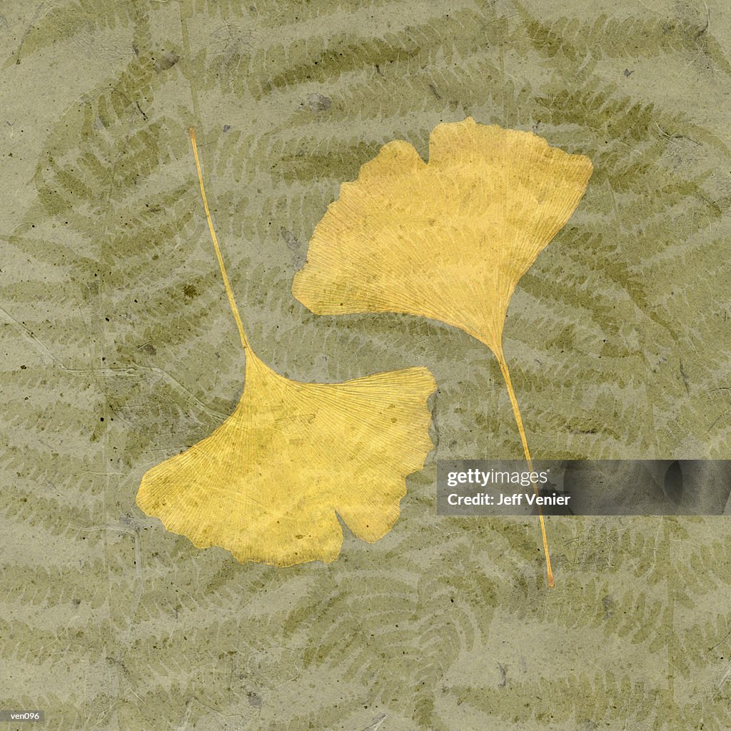 Ginkgo Leaf on Fern Background