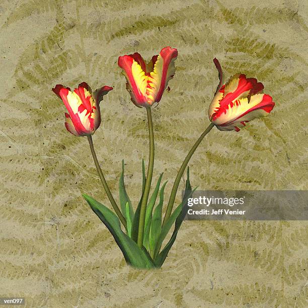 parrot tulips on fern background - lily family stock-grafiken, -clipart, -cartoons und -symbole