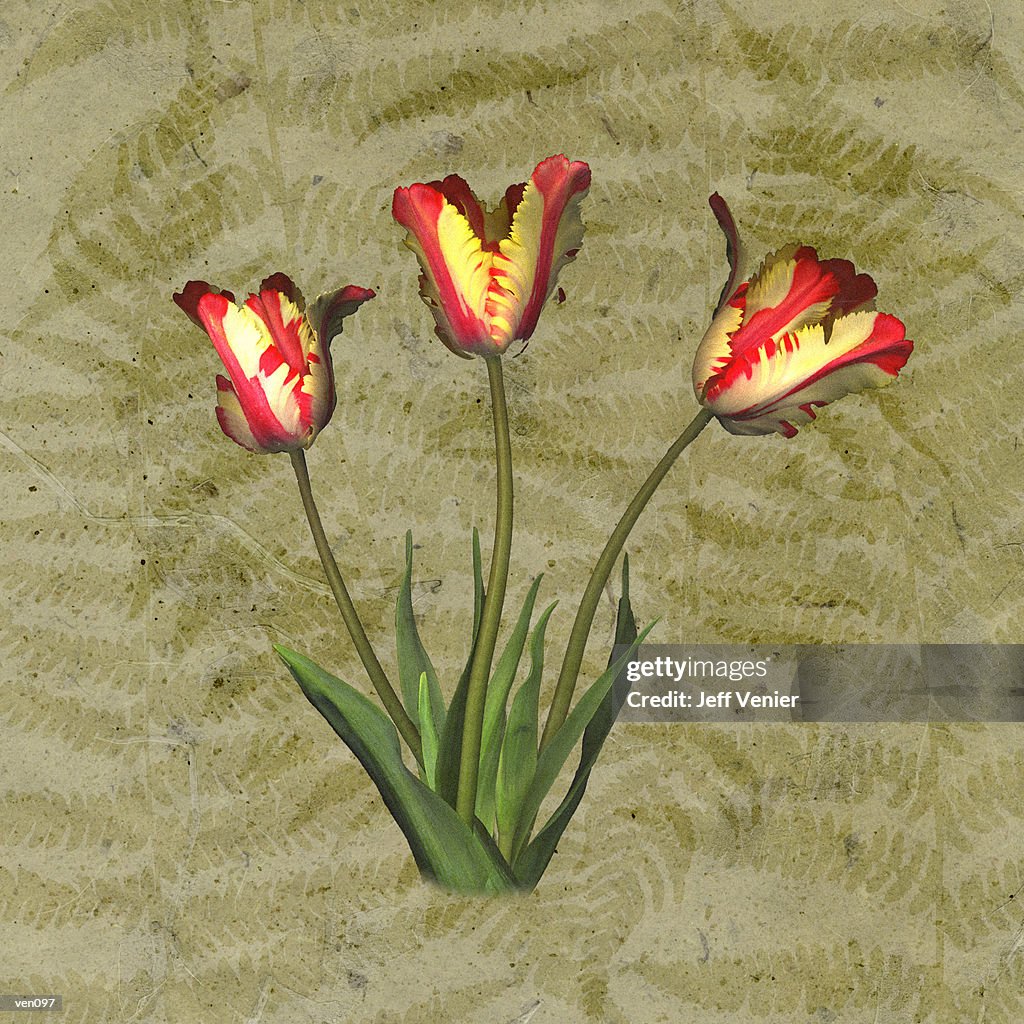Parrot Tulips on Fern Background