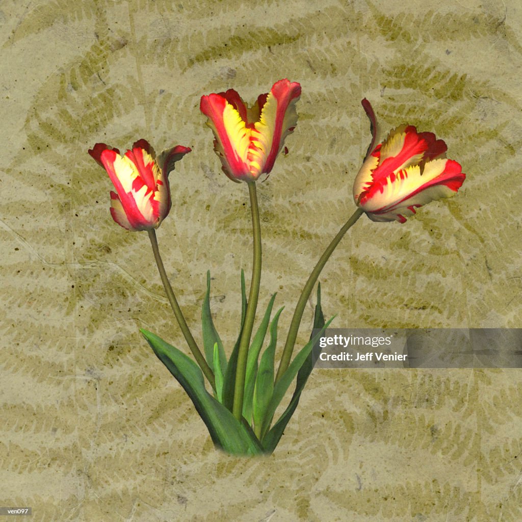 Parrot Tulips on Fern Background