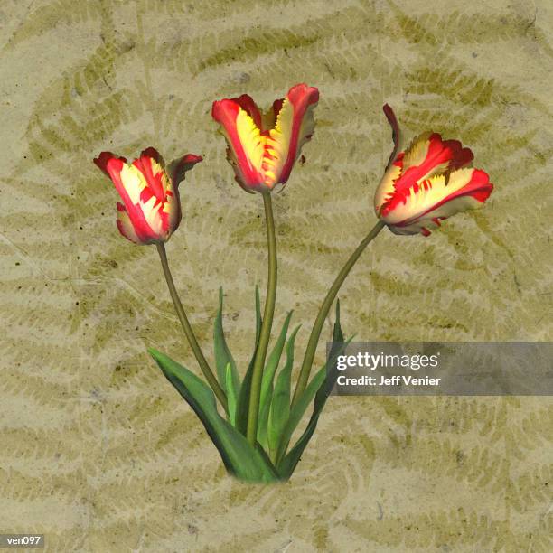 parrot tulips on fern background - temperate flower stock illustrations