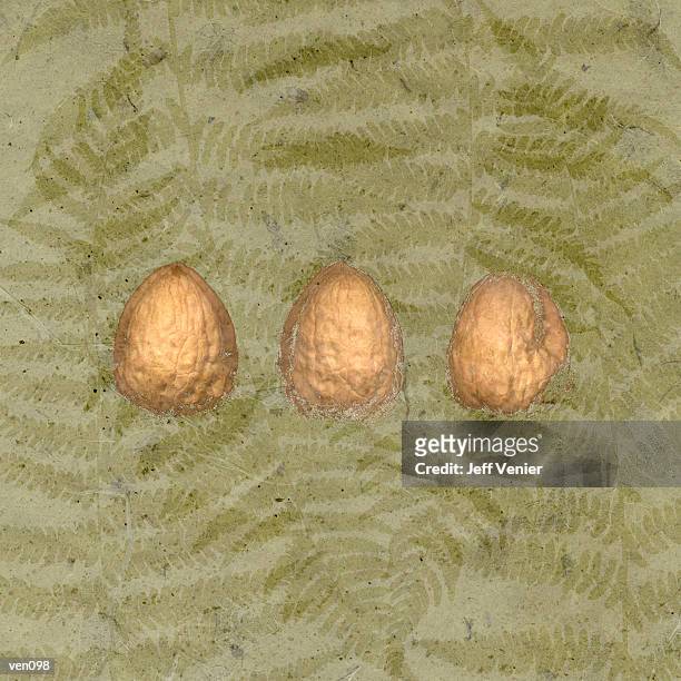 three walnuts on fern background - pflanzliches entwicklungsstadium stock-grafiken, -clipart, -cartoons und -symbole