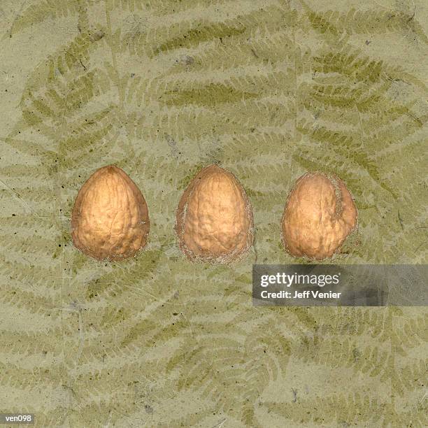 illustrations, cliparts, dessins animés et icônes de three walnuts on fern background - étape de végétation