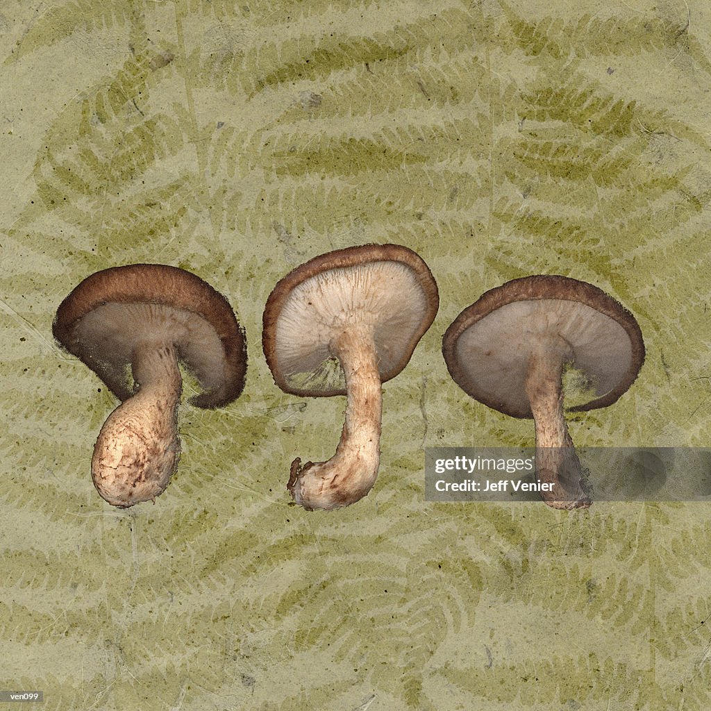 Shiitake Mushrooms on Fern Background