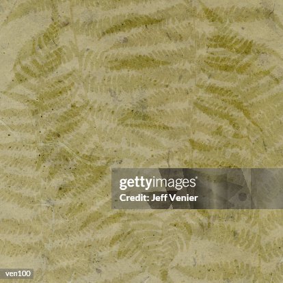 Fern Background Fern Background