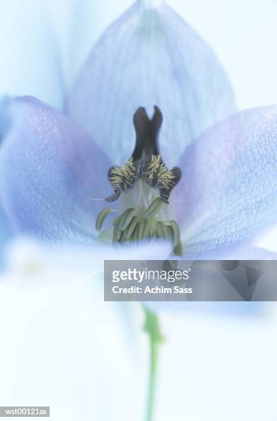 delphinium, extreme close up - flower part fotografías e imágenes de stock