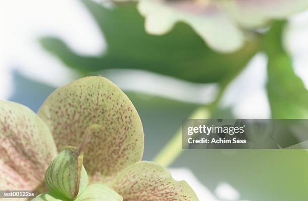 christmas rose, close up - plant attribute stock pictures, royalty-free photos & images