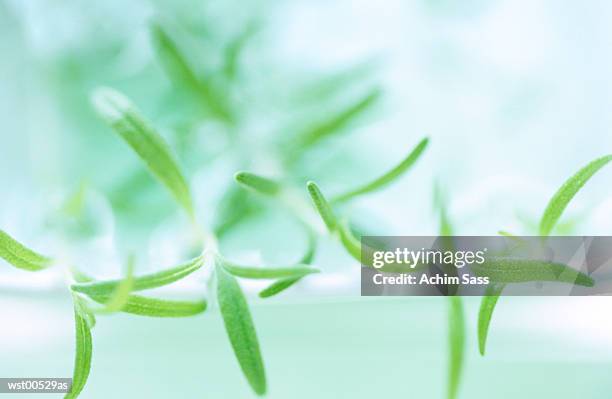 fresh leaves - plant attribute stock pictures, royalty-free photos & images