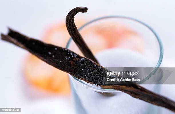 vanilla beans, close up - on the set of the cj e m corp idol school reality television show stockfoto's en -beelden