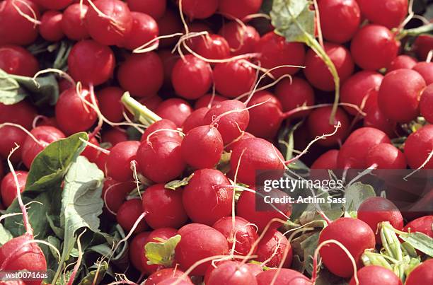 red radish, close up - cruciferae stockfoto's en -beelden