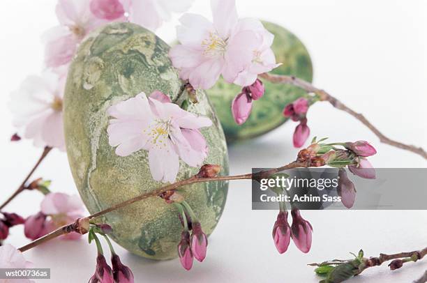 easter eggs with cherry blossom, close up - pflanzeneigenschaften stock-fotos und bilder