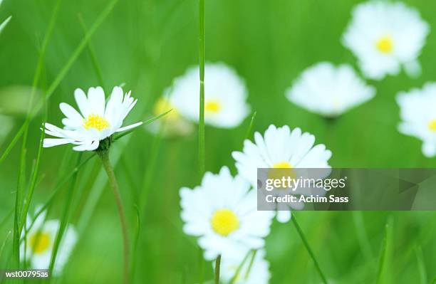 daisy in meadow - intensidad del color fotografías e imágenes de stock