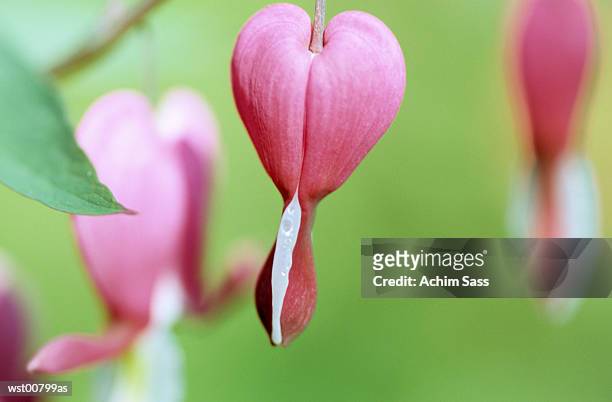 bleeding heart hanging from tree, close up - plant attribute stock pictures, royalty-free photos & images