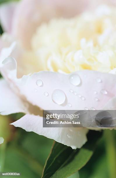 white peony, close up - wasserform stock-fotos und bilder
