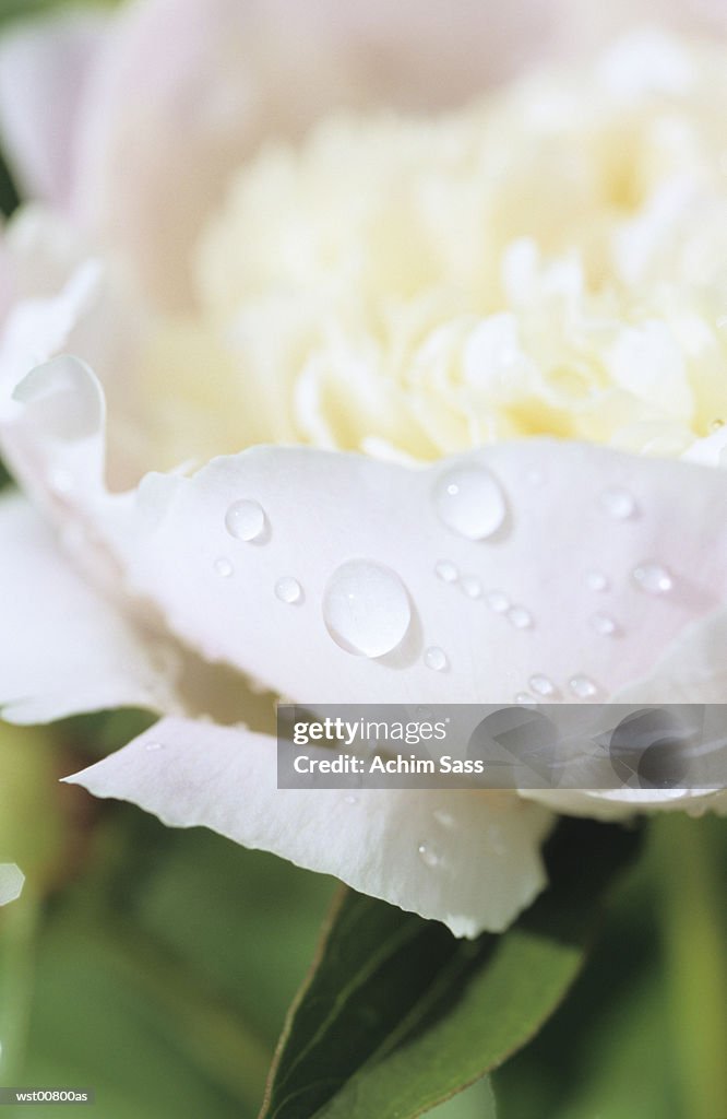 White peony, close up