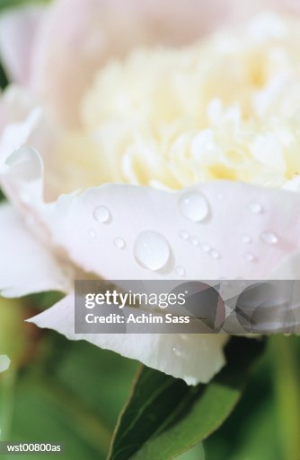 White peony, close up White peony, close up