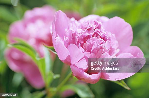 pink peony, close up - water form stock pictures, royalty-free photos & images