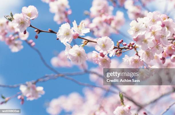 cherry blossom tree - plant attribute stockfoto's en -beelden