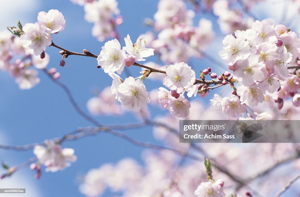 Cherry blossom tree