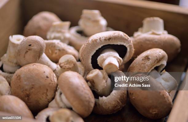 champignons, mushrooms in box, close up - portobello mushroom stock pictures, royalty-free photos & images
