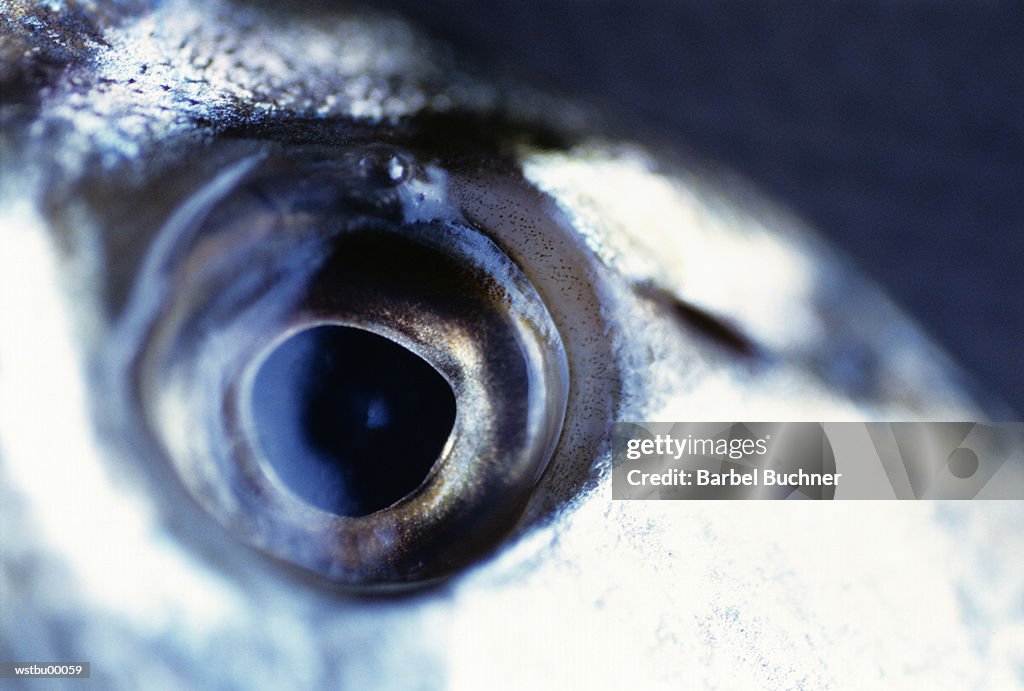 Close up of fish's eye