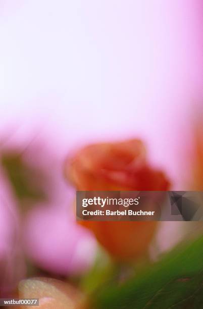 rose, blurred - rosaceae stock pictures, royalty-free photos & images