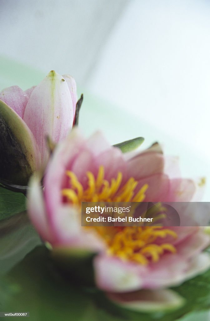 Lotus flower, close up