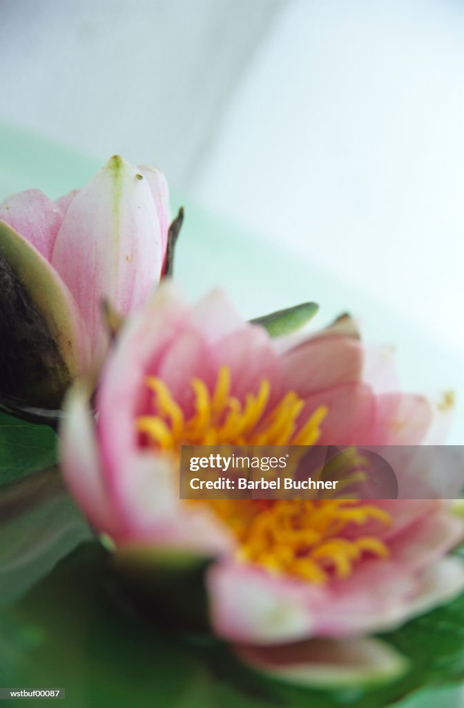 Lotus flower, close up