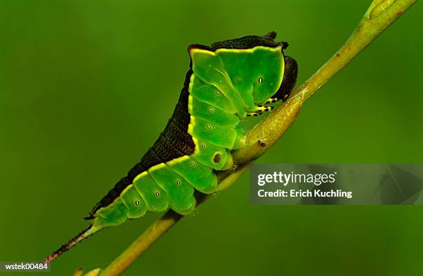 puss moth caterpillar, cerura vinula, close up - arthropod stockfoto's en -beelden