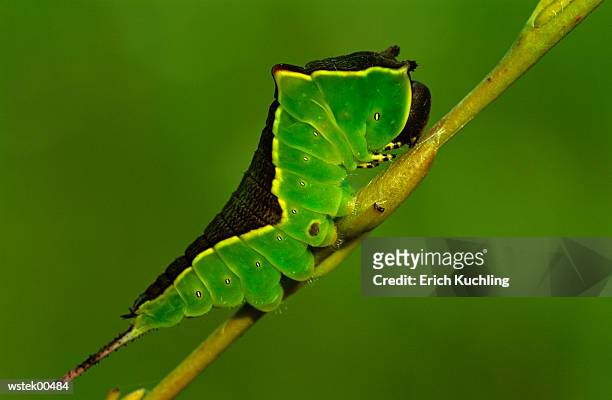 puss moth caterpillar, cerura vinula, close up - up do 個照片及圖片檔
