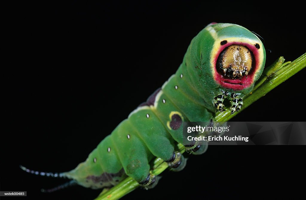 Puss moth caterpillar, Cerura Vinula, close up