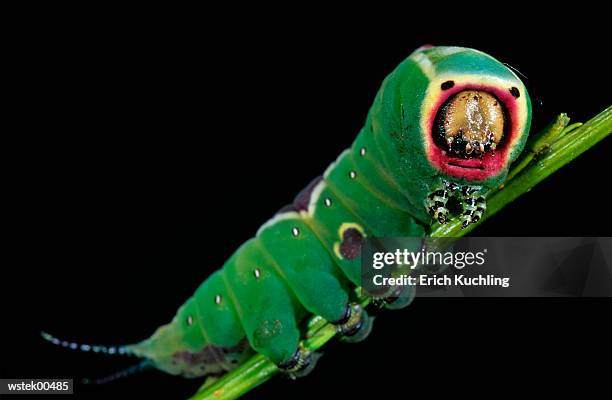 puss moth caterpillar, cerura vinula, close up - plant attribute stock pictures, royalty-free photos & images