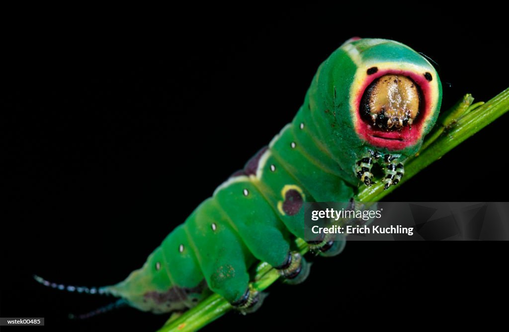Puss moth caterpillar, Cerura Vinula, close up