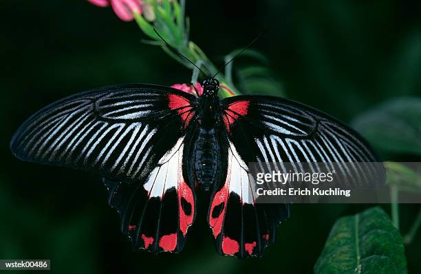 scarlet swallowtail butterfly (papilio rumanzovia), close up - arthropod fotografías e imágenes de stock