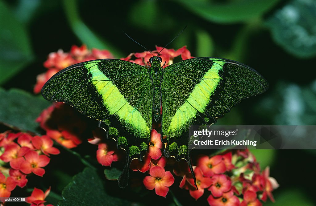 Emerald Swallowtail butterfly, (Papilio palinurus), close up