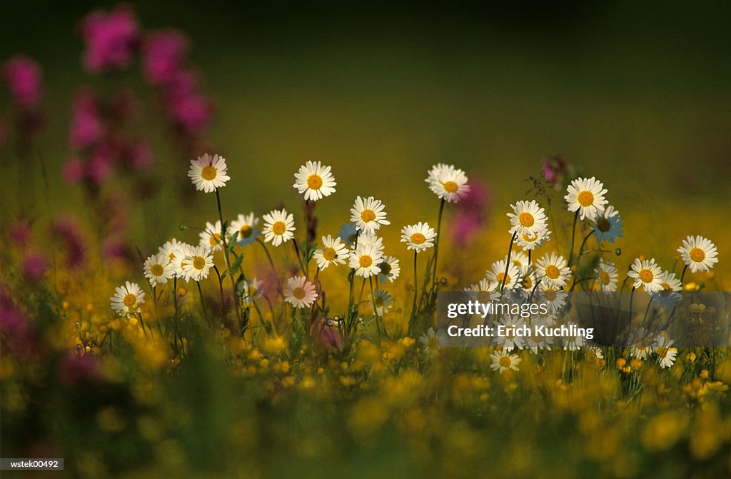 Oxeye daisy in field, close up