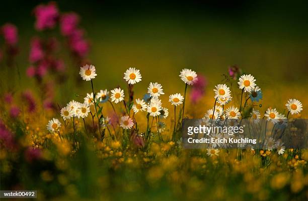 oxeye daisy in field, close up - temperate flower stock pictures, royalty-free photos & images