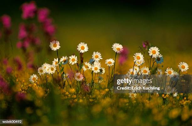 oxeye daisy in field, close up - up do 個照片及圖片檔